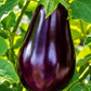 Black Beauty Organic Aubergine