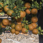 Chinotto Sour Orange Budwood citrus plant material online shopping