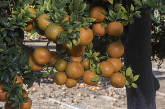 Chinotto Sour Orange Budwood citrus plant material online shopping