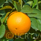 Frost Washington Navel Orange Budwood citrus plant material online shopping