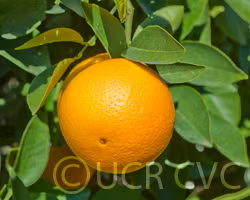 Frost Washington Navel Orange Budwood citrus plant material online shopping