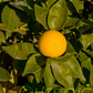Sudachi Ichandrin Papeda Hybrid Budwood citrus plant material online shopping