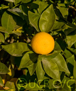 Sudachi Ichandrin Papeda Hybrid Budwood citrus plant material online shopping