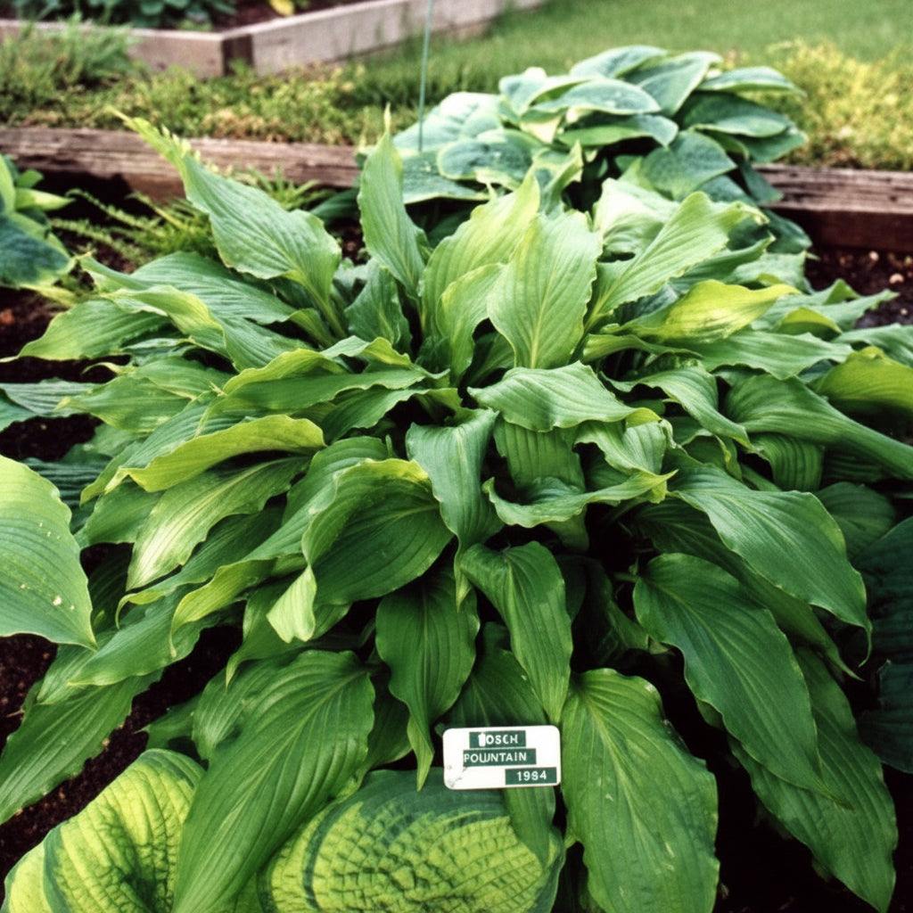 Green Fountain Hosta Plants online shopping