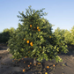 Olinda (McEwen) Nucellar Valencia Orange Budwood citrus plant material online shopping