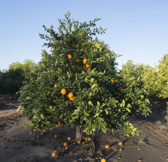Olinda (McEwen) Nucellar Valencia Orange Budwood citrus plant material online shopping