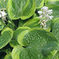 Miss Mykah Hosta Plants online shopping