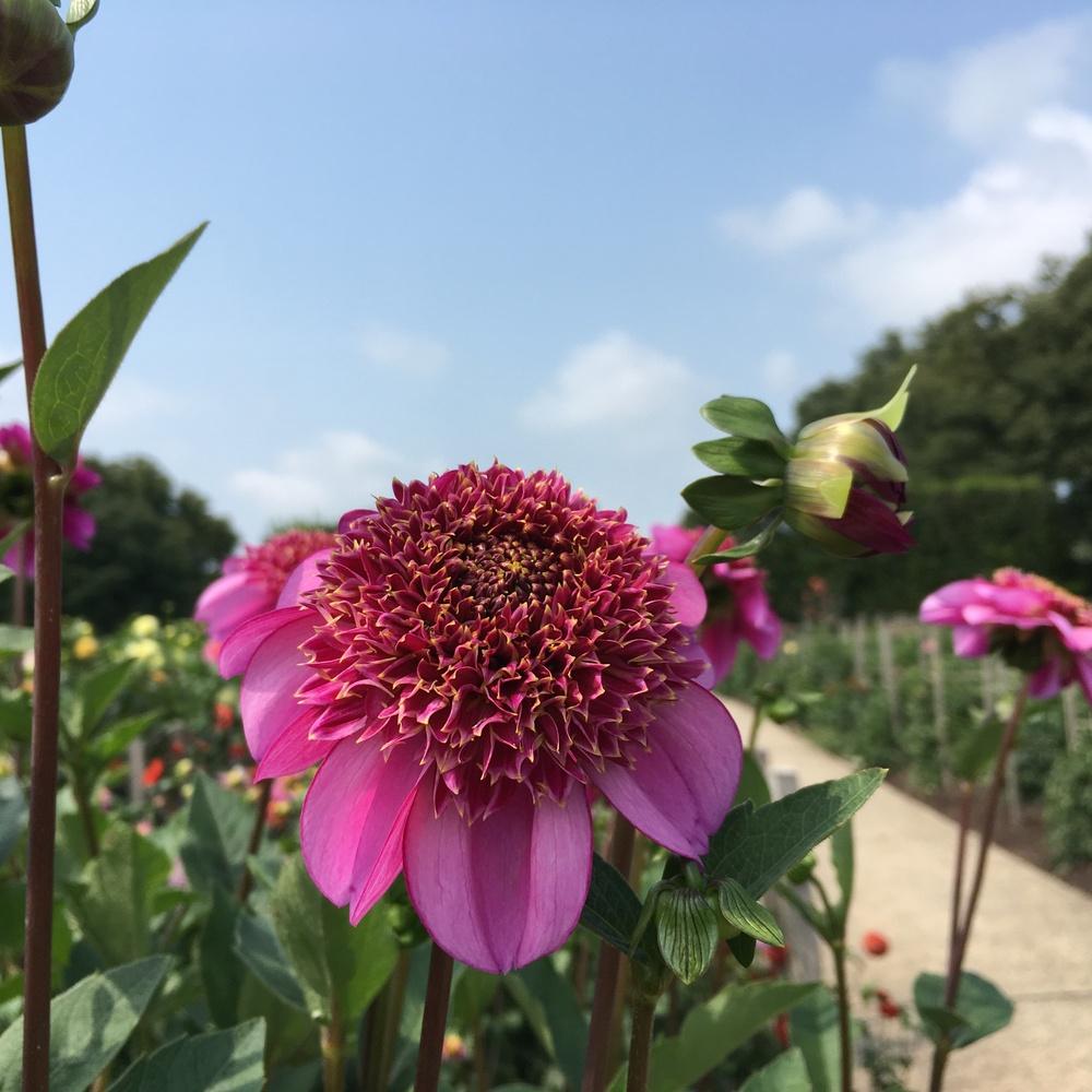 Dad’s Favorite Dahlia