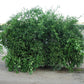 Kiyomi Tangor Mandarin Budwood citrus plant material online shopping