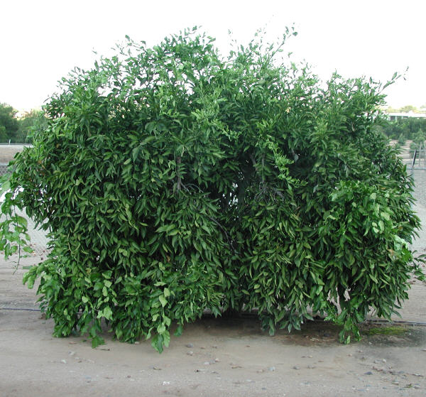 Kiyomi Tangor Mandarin Budwood citrus plant material online shopping