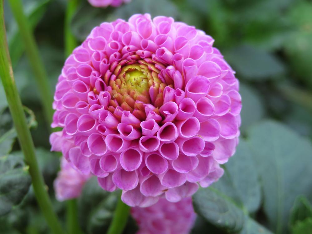 Frank Holmes Dahlia