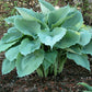 Queen Of The Seas Hosta Plants online shopping