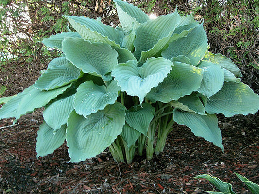 Queen Of The Seas Hosta Plants online shopping