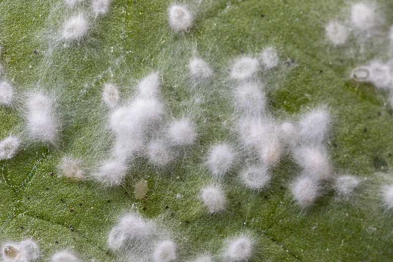 Whitefly sporulated by Mycotal Akanthomyces muscarius Ve6 beneficial fungi bioinsecticide for indoor greenhouse crops.