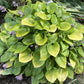 Lemontini Hosta Plants online shopping