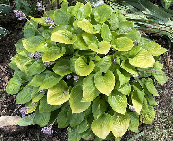 Lemontini Hosta Plants online shopping