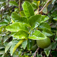 Yuma Ponderosa Lemon Pummelo Hybrid Budwood citrus plant material online shopping