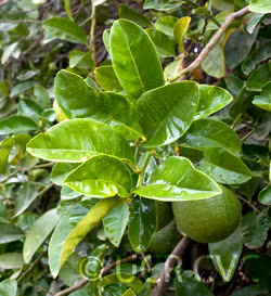 Yuma Ponderosa Lemon Pummelo Hybrid Budwood citrus plant material online shopping