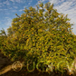 Sun Chu Sha Kat Mandarin Budwood citrus plant material online shopping
