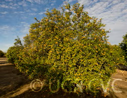 Sun Chu Sha Kat Mandarin Budwood citrus plant material online shopping