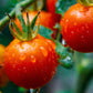 Supersweet 100 F1 Tomato