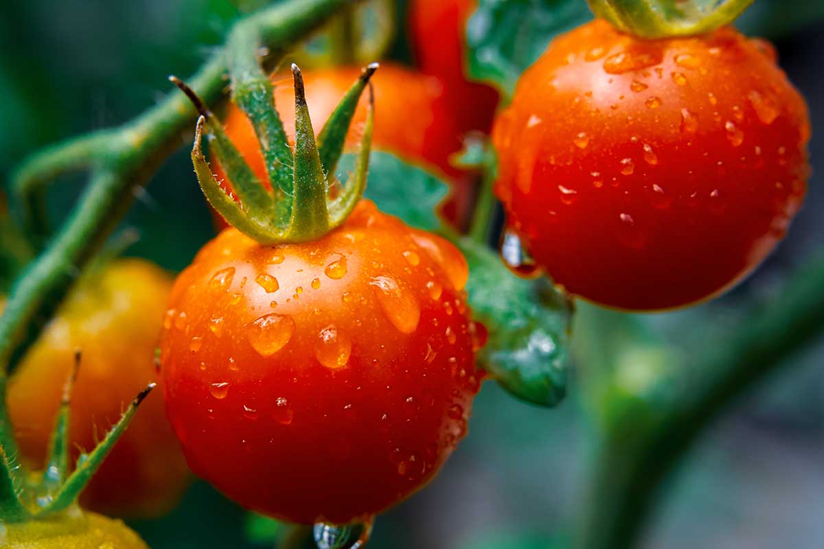 Supersweet 100 F1 Tomato