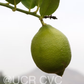 Femminello Siracusano White Flowered Lemon Budwood citrus plant material online shopping