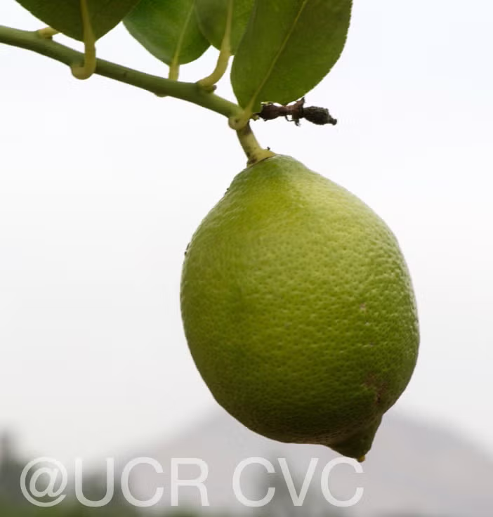 Femminello Siracusano White Flowered Lemon Budwood citrus plant material online shopping