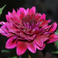Taboo Dahlia