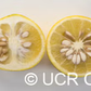 African Shaddock x Rubidoux Trifoliate Trifoliate Hybrid Budwood citrus plant material online shopping