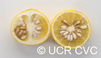 African Shaddock x Rubidoux Trifoliate Trifoliate Hybrid Budwood citrus plant material online shopping
