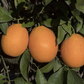 Jincheng Sweet Orange Budwood citrus plant material online shopping
