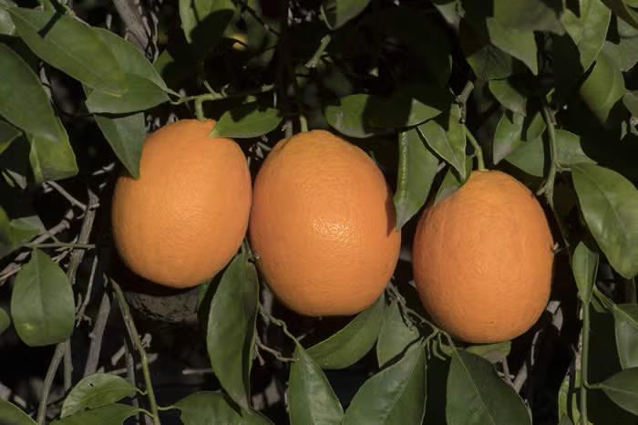 Jincheng Sweet Orange Budwood citrus plant material online shopping
