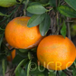 Koster Tangor Mandarin Budwood citrus plant material online shopping