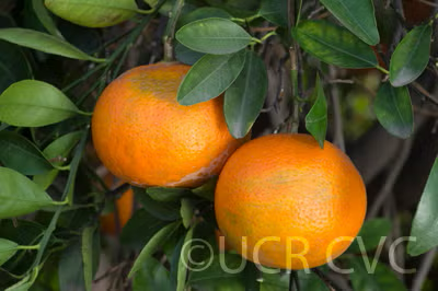 Koster Tangor Mandarin Budwood citrus plant material online shopping