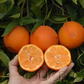 SRA 63 Clementine Budwood citrus plant material online shopping