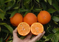 SRA 63 Clementine Budwood citrus plant material online shopping