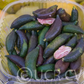 Australian Red Pulp Finger Lime Budwood citrus plant material online shopping