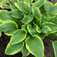 Lone Star Hosta Plants online shopping
