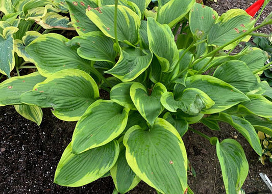 Lone Star Hosta Plants online shopping
