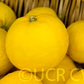 Yuzu Ichandrin Papeda Hybrid Budwood citrus plant material online shopping