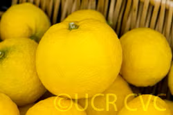 Yuzu Ichandrin Papeda Hybrid Budwood citrus plant material online shopping