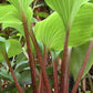 Chopsticks Hosta Plants online shopping