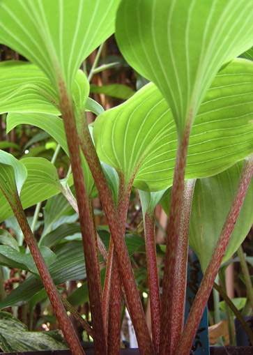 Chopsticks Hosta Plants online shopping