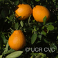 Ambersweet Orange Budwood citrus plant material online shopping