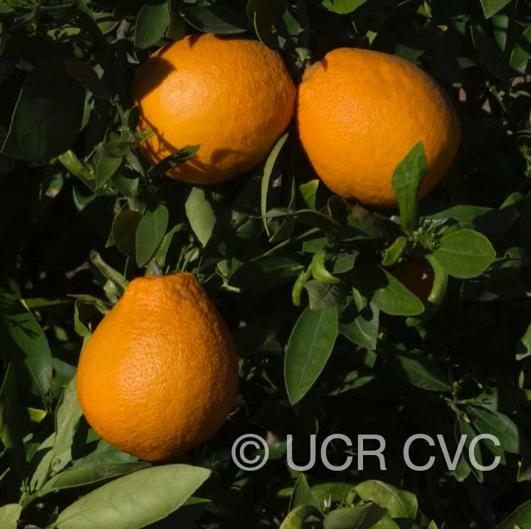 Ambersweet Orange Budwood citrus plant material online shopping