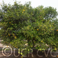 Rangpur Lime x Troyer Citrange Trifoliate Hybrid Budwood citrus plant material online shopping