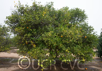 Rangpur Lime x Troyer Citrange Trifoliate Hybrid Budwood citrus plant material online shopping