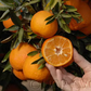 Oroval Clementine Budwood citrus plant material online shopping