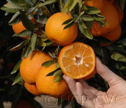 Oroval Clementine Budwood citrus plant material online shopping
